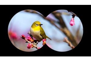 More Than Magpies: A Week to Celebrate Australia's Birds