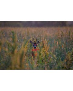 GPO Rangeguide 2800 8x32