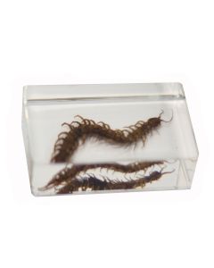 saxon Resin Preserved Insect - Centipede Specimen