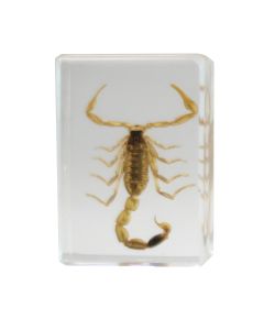 saxon Resin Preserved Insect - Scorpion Specimen
