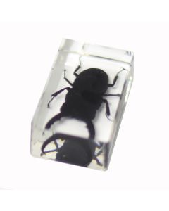 saxon Resin Preserved Insect - Beetle Specimen