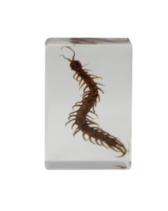 saxon Resin Preserved Insect - Centipede Specimen