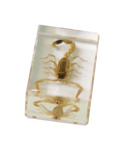 saxon Resin Preserved Insect - Scorpion Specimen