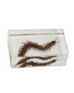 saxon Resin Preserved Insect - Centipede Specimen