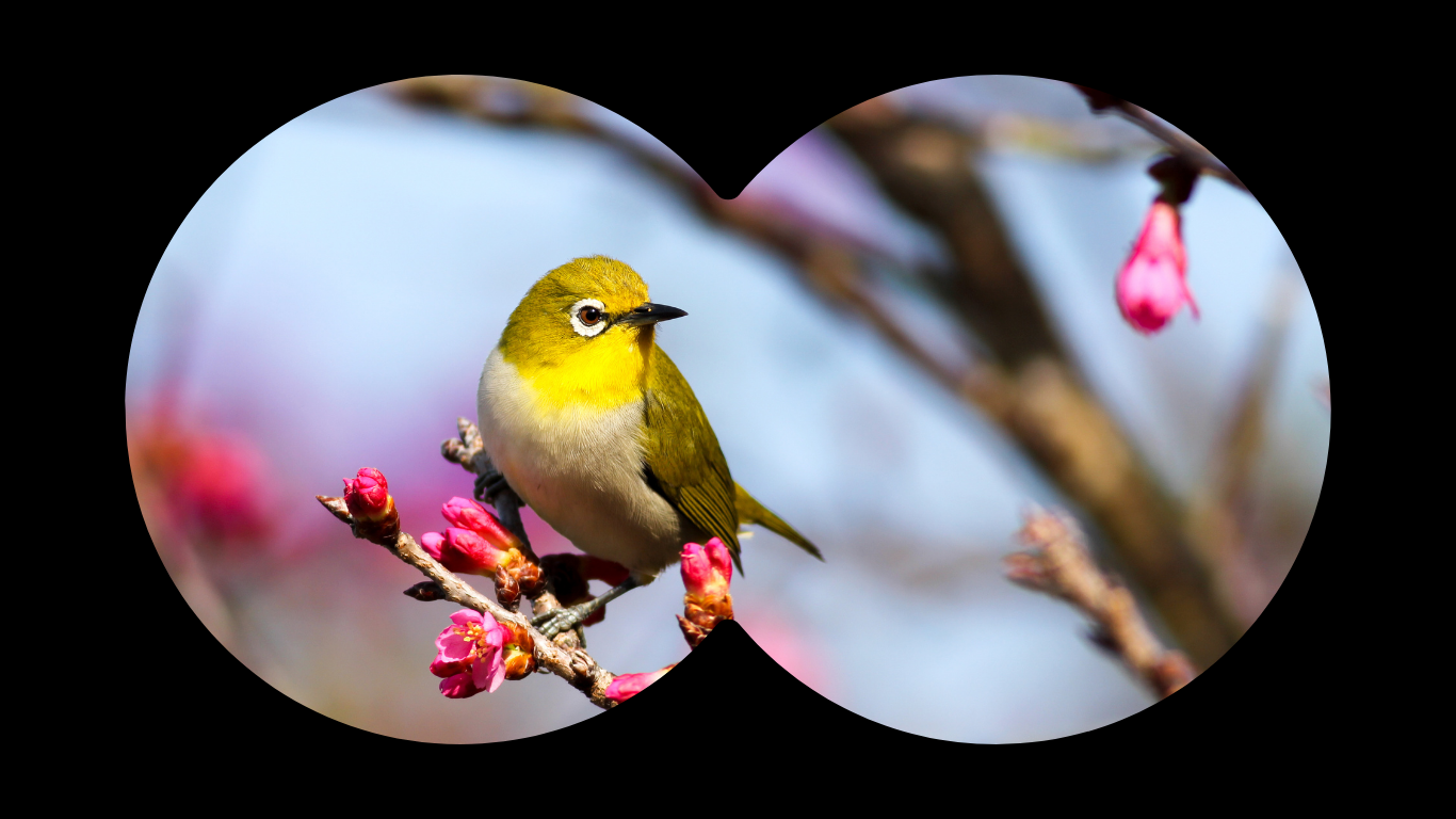 More Than Magpies: A Week to Celebrate Australia's Birds